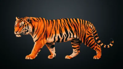 Tiger Symbolism