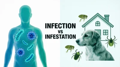 Infection vs Infestation